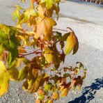 Ambrovník styraxový (Liquidambar styraciflua) ‘GOLDEN SUN’®- výška 80-100 cm, kont. C5L